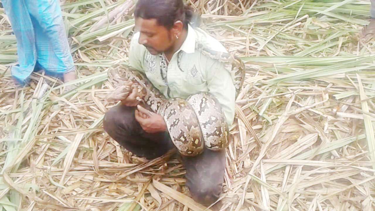 ಮಂಡ್ಯ: ಕಬ್ಬಿನ ಗದ್ದೆಯಲ್ಲಿ ಹೆಬ್ಬಾವು ಪತ್ತೆ